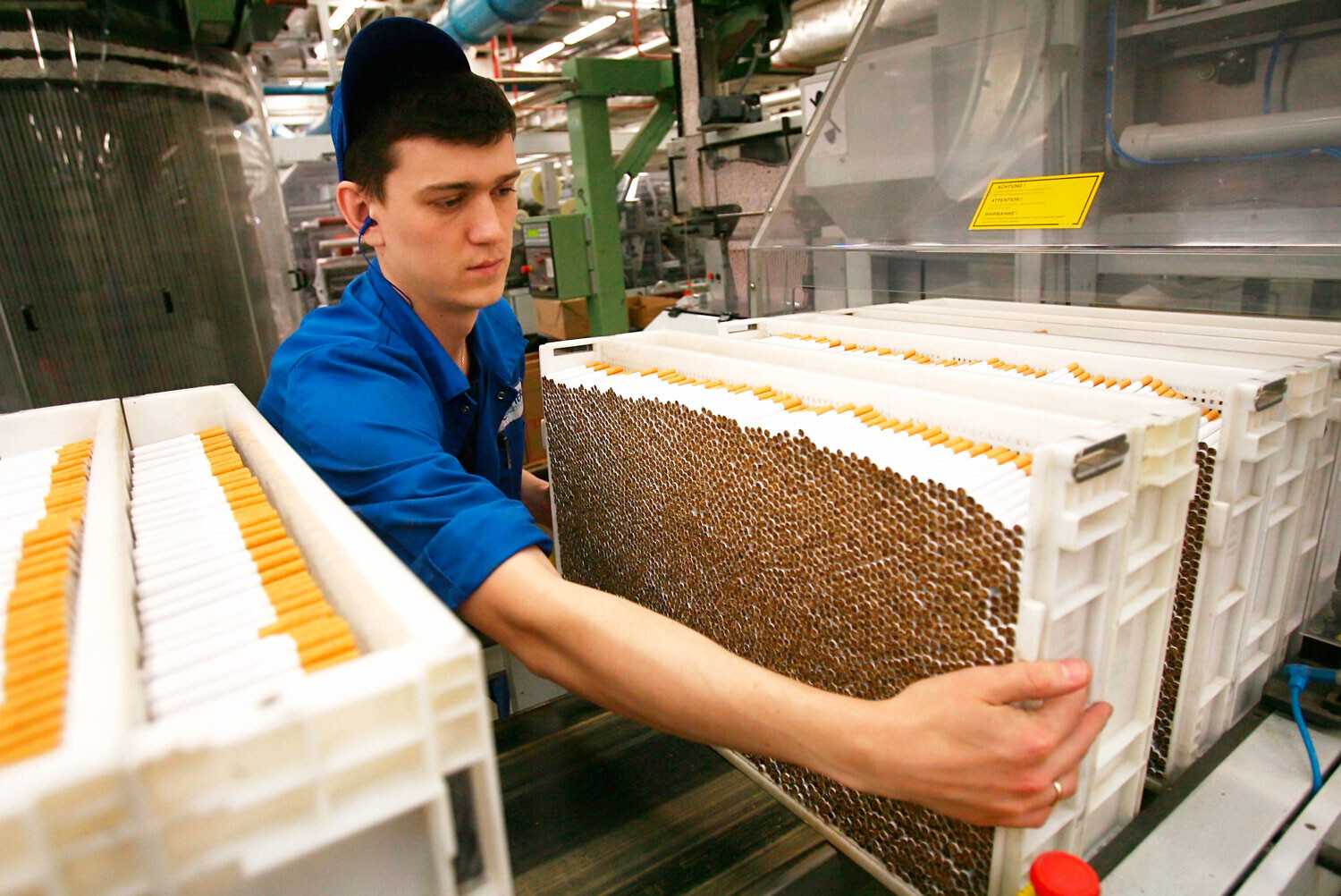 Как вырастить табак на продажу в России и сколько можно на этом заработать: готовый бизнес-план с расчетами С чего начать и как развиваться