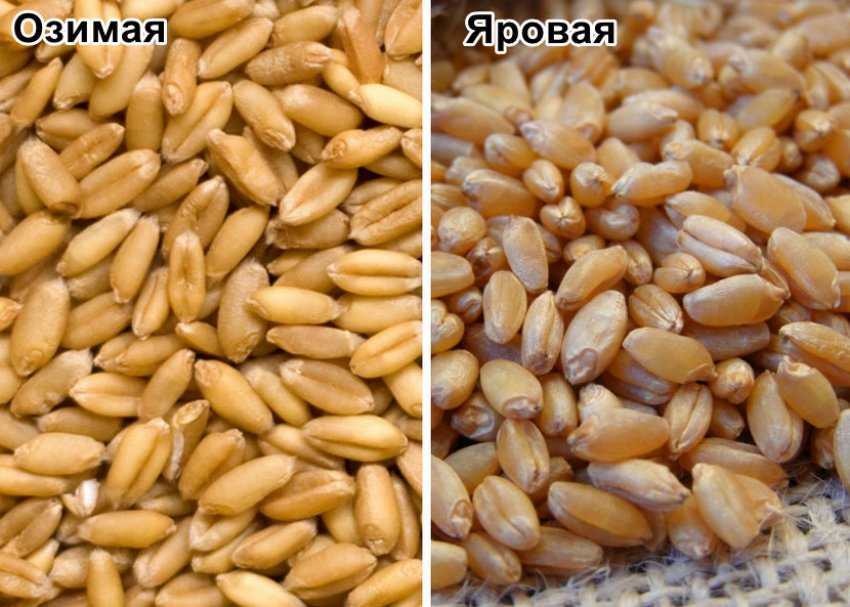 Пшеница мягкая: отличия от твердой и лучшие сорта, противопоказания