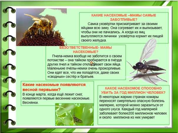 🐛 белок из насекомых