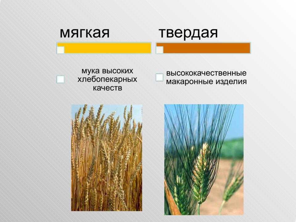 Твердые сорта пшеницы Где растут на территории РФ Высший сорт Характеристики зерен и применение Оборудование для очистки и переработки
