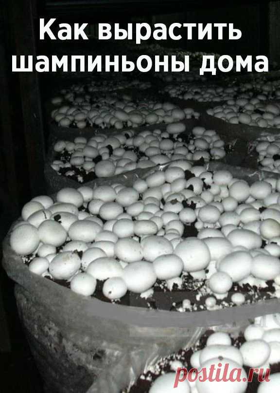 Выращивание шампиньонов как бизнес: технология, затраты, прибыль, риски