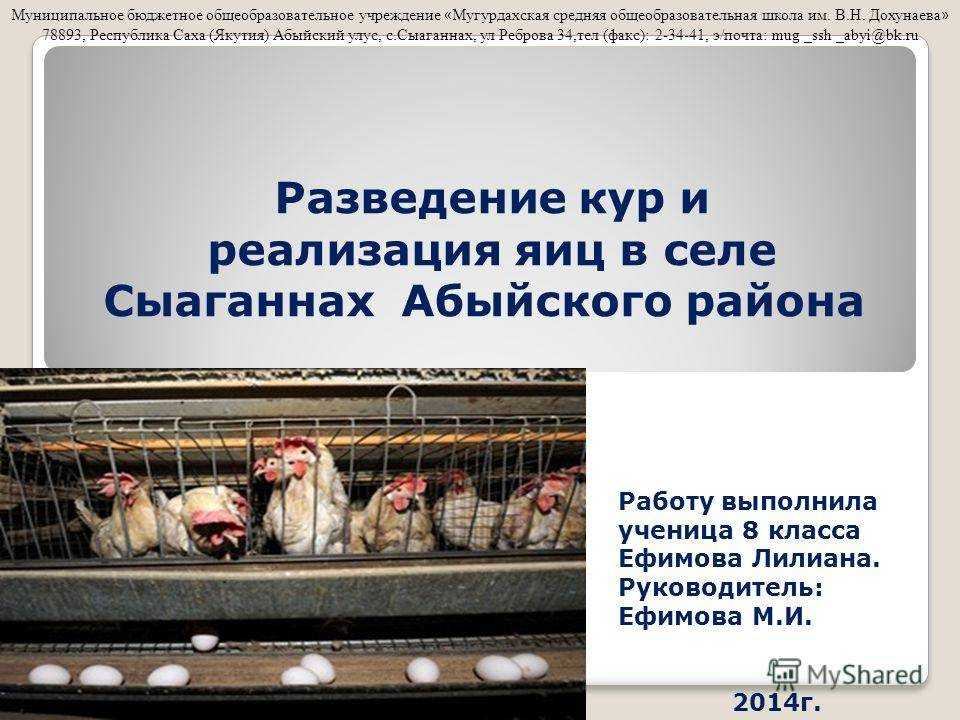 Разведение и содержание кур в домашних условиях для начинающих