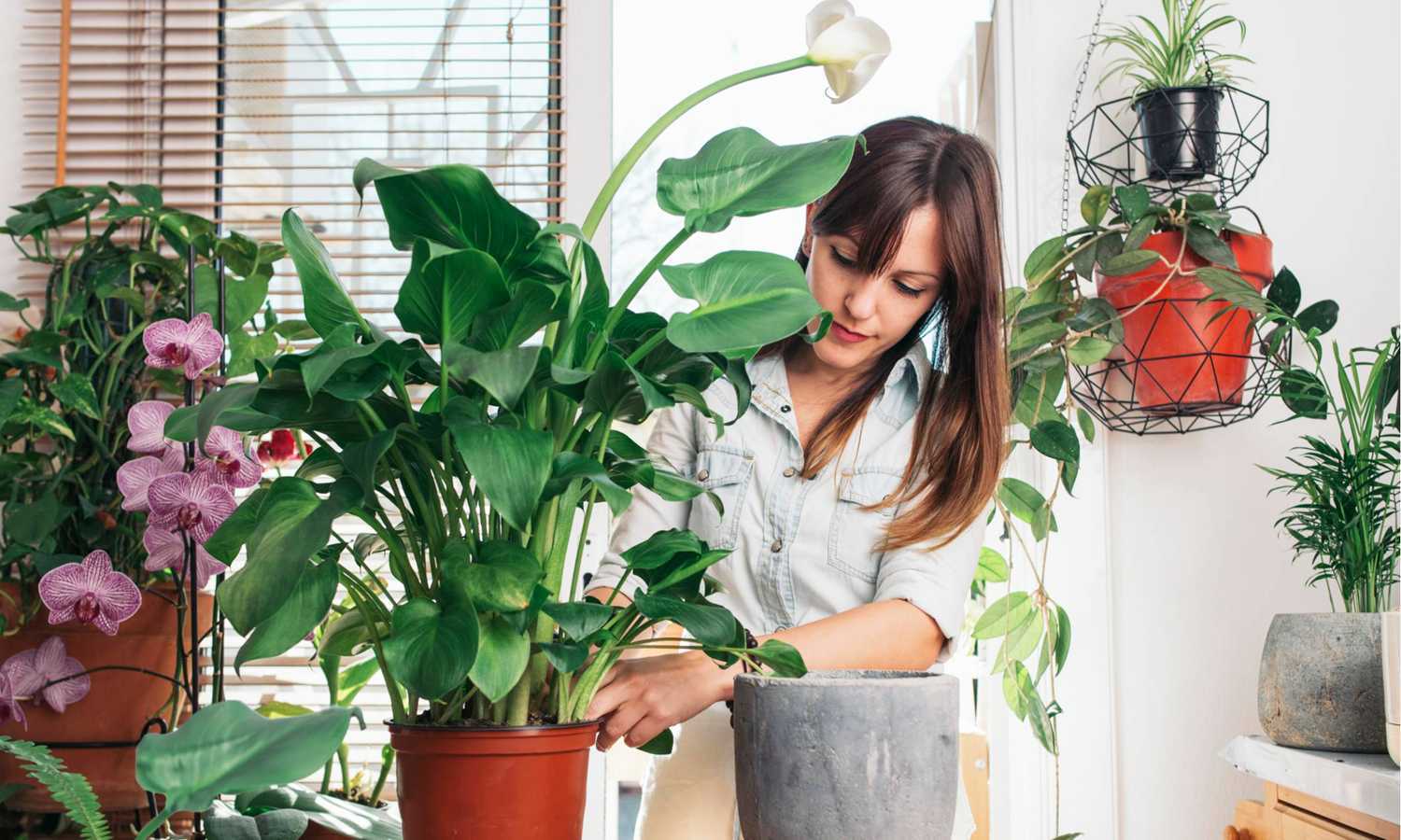 Бизнес-идея изготовления и продажи фото-кашпо