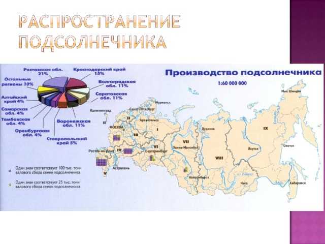 Производство сахарной свеклы в россии по регионам, рейтинг 2016