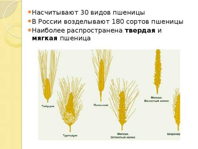 О твердой пшенице и дуруме - нссис