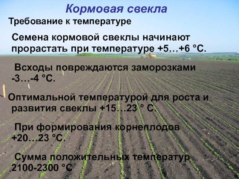 Как зарабатывать 80-120 тысяч в месяц: строим прибыльный бизнес на выращивании микрозелени