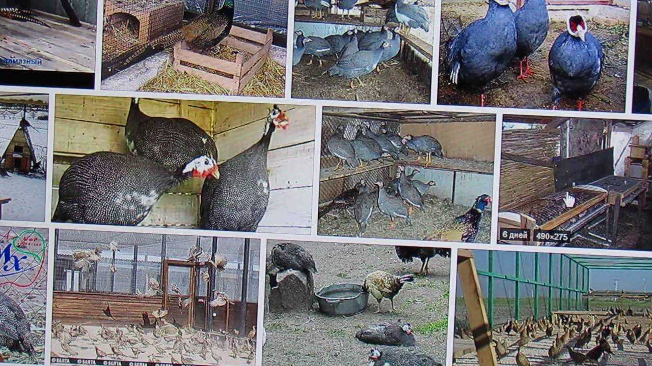 Разведение цесарок как бизнес