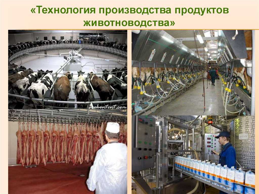 Американский сыровар джей клоуз представил новый сорт и готовится к фестивалю в истре — викиновости