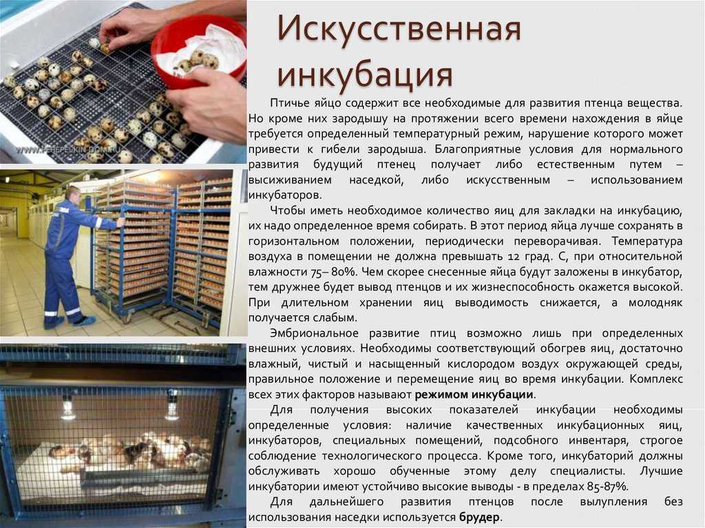 Гусиный бизнес: бизнес-план - разведение гусей. как разводить гусей на мясо: расчет затрат и требования сэс