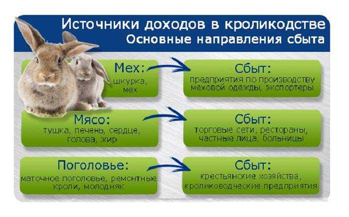 Бизнес план для лпх кролиководства