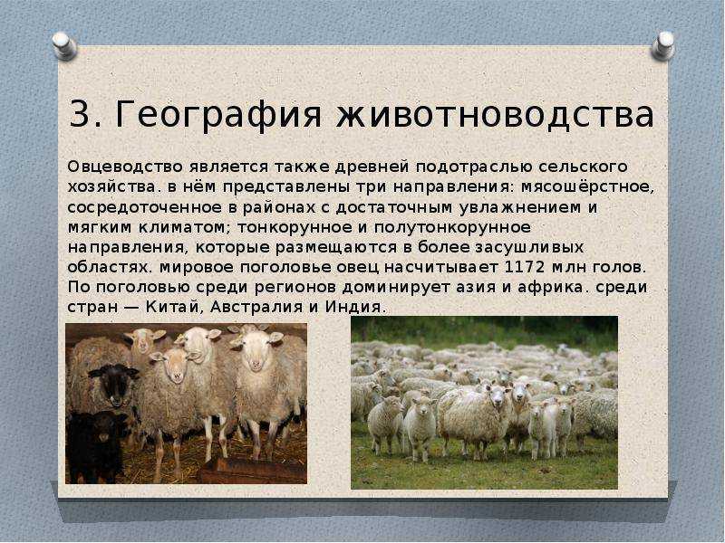 Бизнес план по разведению овец (2021) — с чего начать и сколько можно заработать - 759 идей для открытия бизнеса