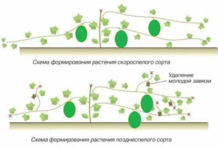 Выращивание арбузов в открытом грунте как бизнес