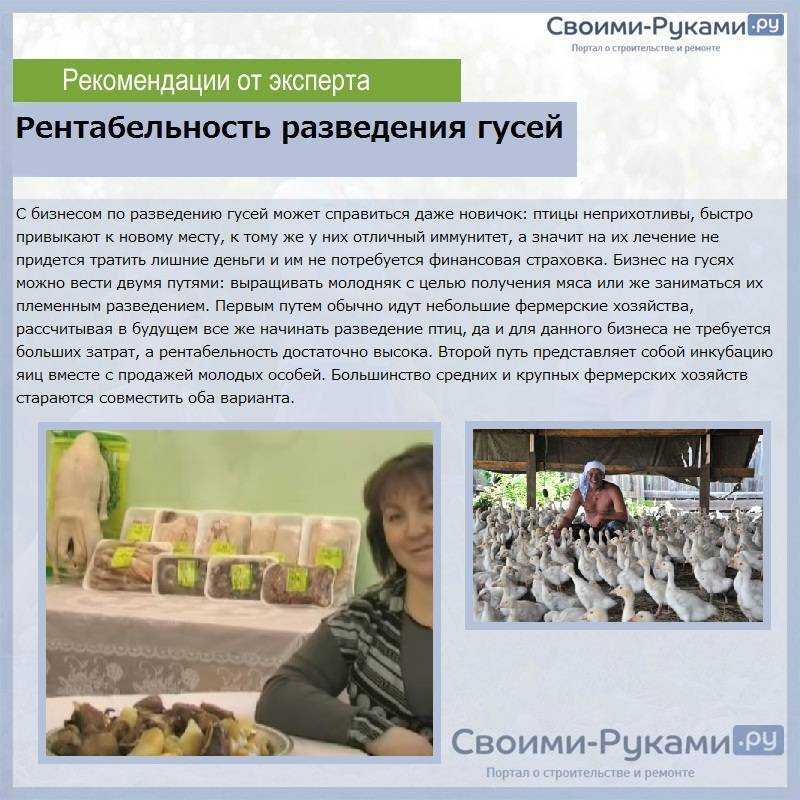 Гусиная ферма: бизнес-план